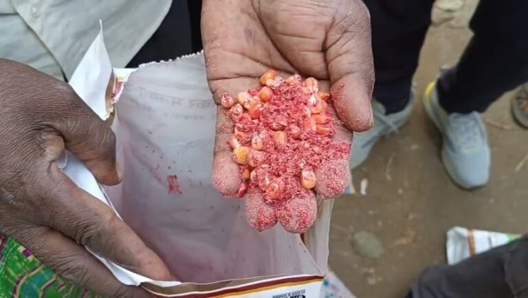 Gujarat : છોટાઉદેપુર 1000 જેટલા ખેડૂતોને સડેલું બિયારણ આપ્યાનો ગંભીર આક્ષેપ.