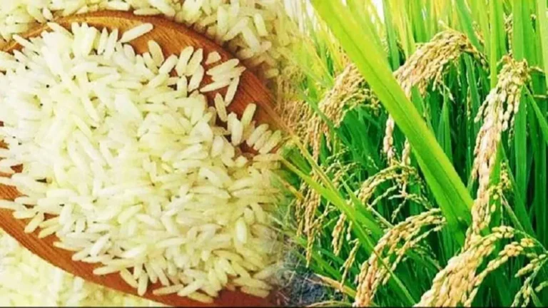 National : ભારતમાં આ વર્ષે ચોખાનું ઉત્પાદન ગયા વર્ષની સરખામણીએ ૧ કરોડ (10 મિલિયન) ટન ઓછું થવાનો અંદાજ..જાણો કારણ..