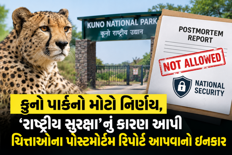 National : કુનો પાર્કનો મોટો નિર્ણય, ‘રાષ્ટ્રીય સુરક્ષા’નું કારણ આપી ચિત્તાઓના પોસ્ટમોર્ટમ રિપોર્ટ આપવાનો ઇનકાર